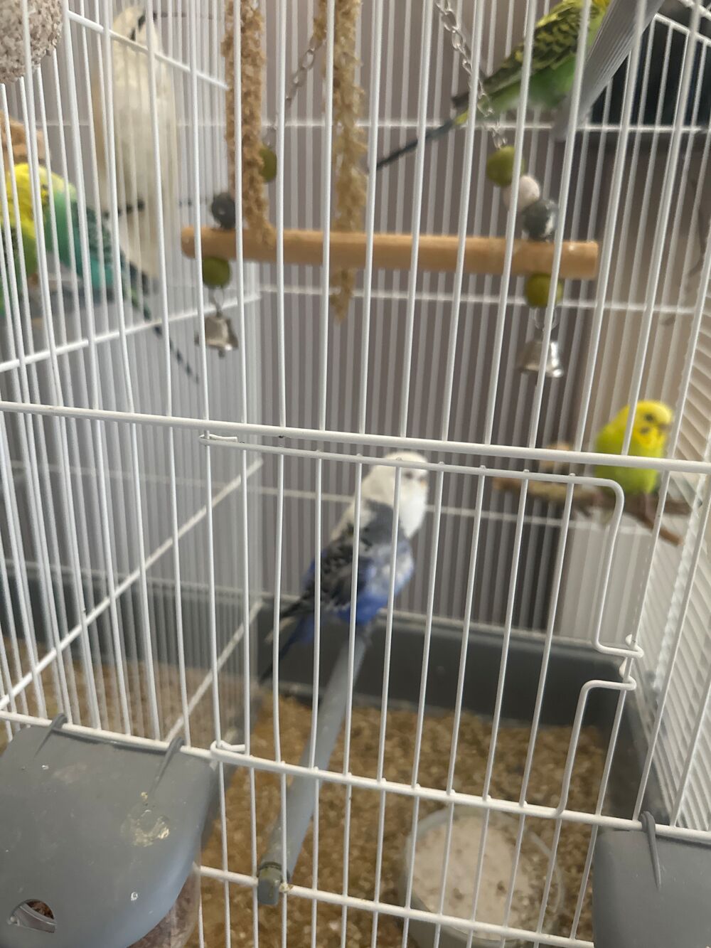   Perruches ondul�es  