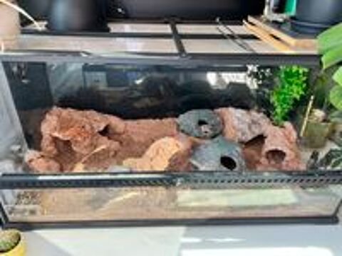   Couple Gecko Léopard + Terrarium 45/45/90 