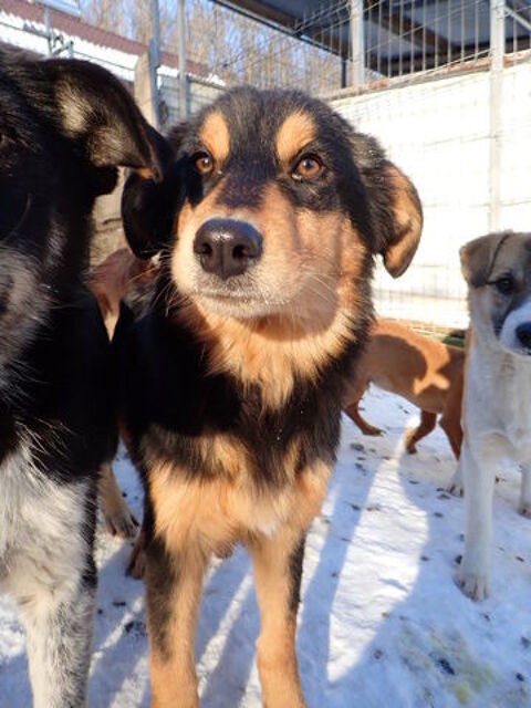 Clover &agrave; l'adoption 320 42000 Saint-�tienne