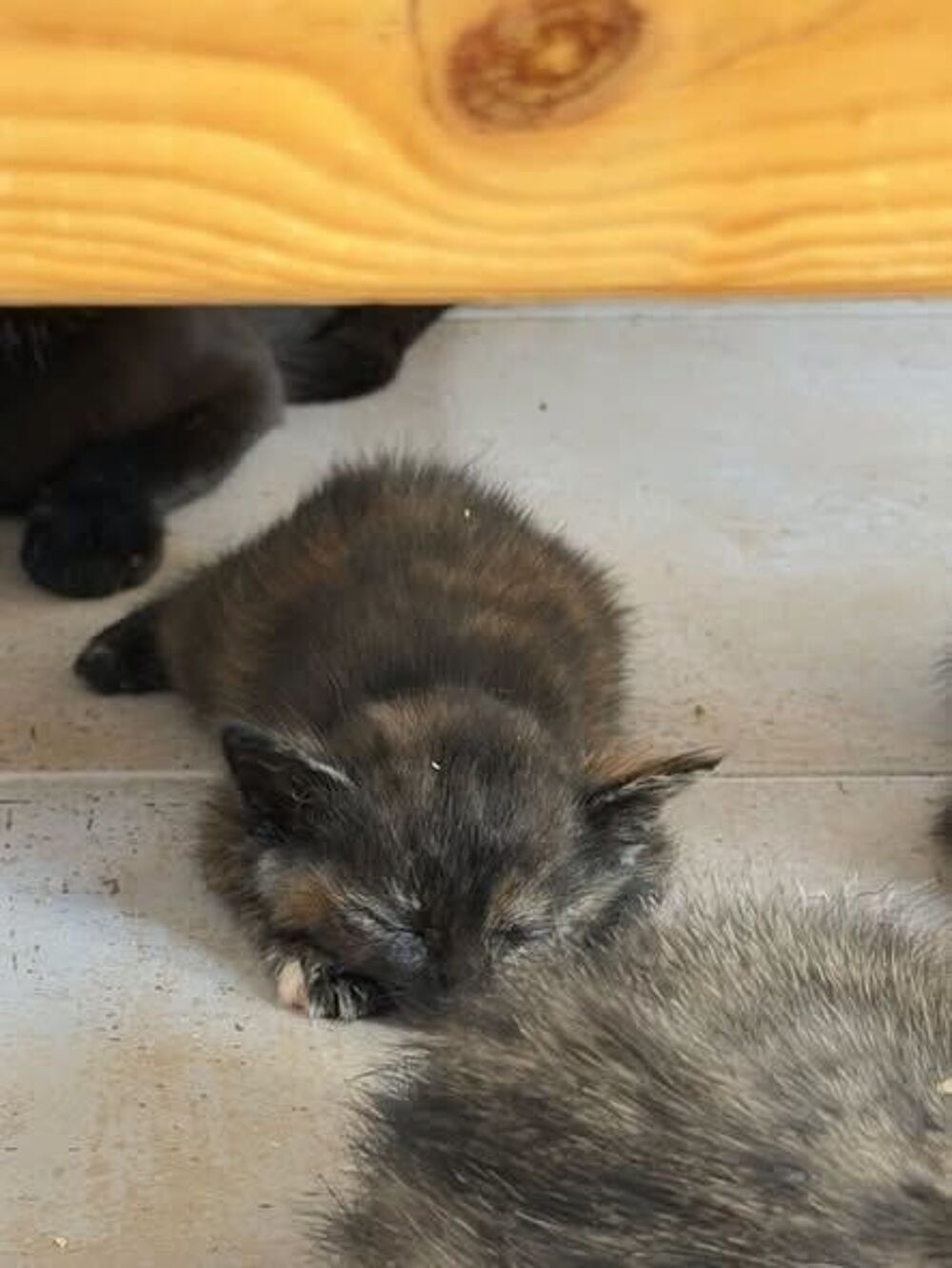   Chat TORTIE à l adoption 