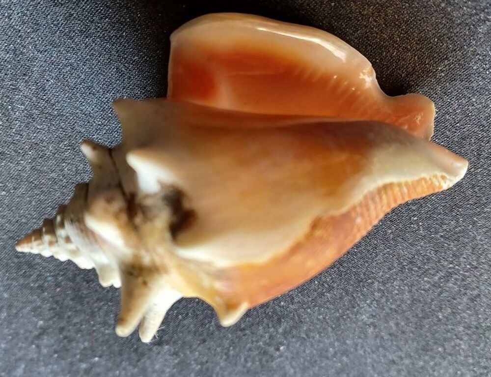 Coquillage Strombus Pugilis 