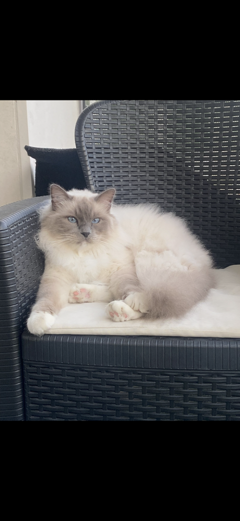 M&acirc;le sacr&eacute; de Birmanie 300 92700 Colombes