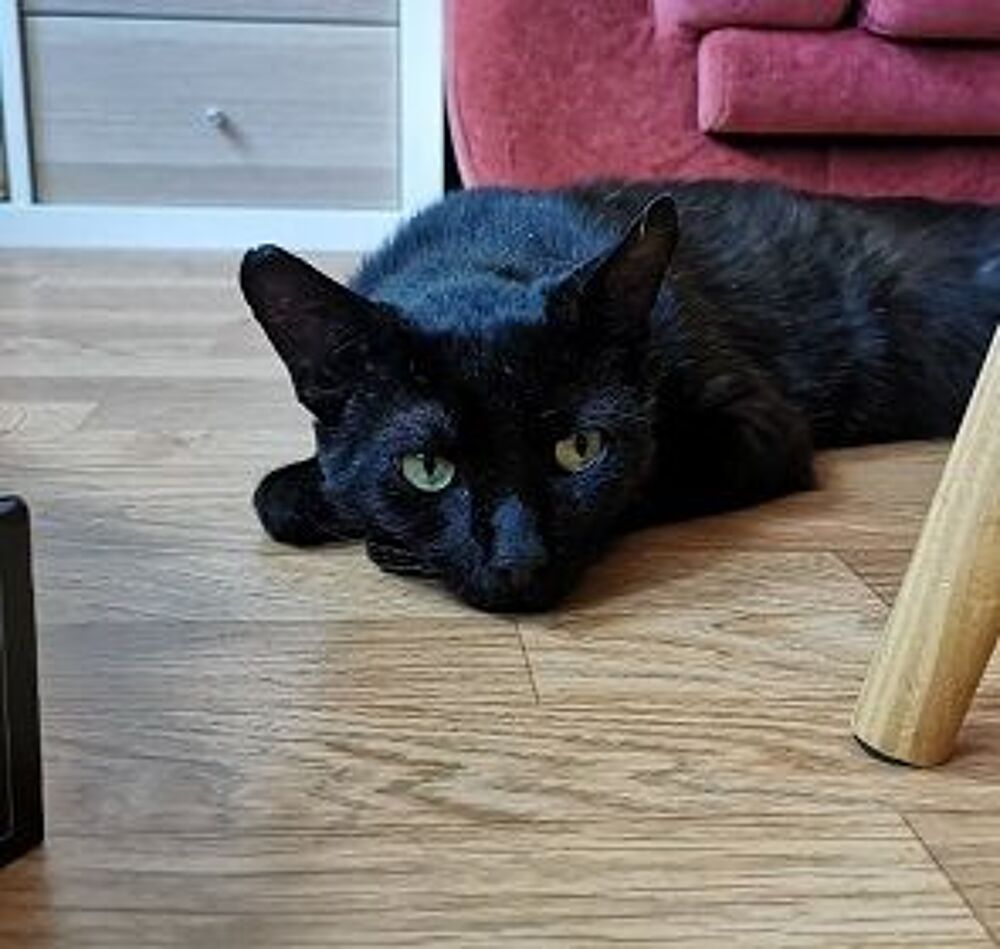   LINO CHAT NOIR 2 ANS 1/2 