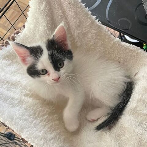 MORPHINE, jolie minette a l'adoption 1 07000 Saint-julien-en-saint-alban