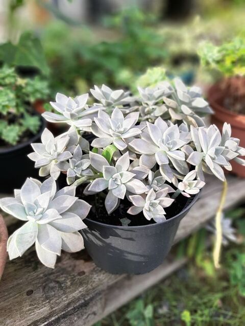 PLANTE de PORCELAINE - Cactées 0 Mont-de-Marsan (40)