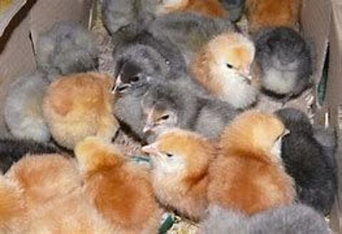 Poussin pintadeau, poule pondeuse, coq. oeuf f&eacute;cond&eacute; 20 77540 Courpalay