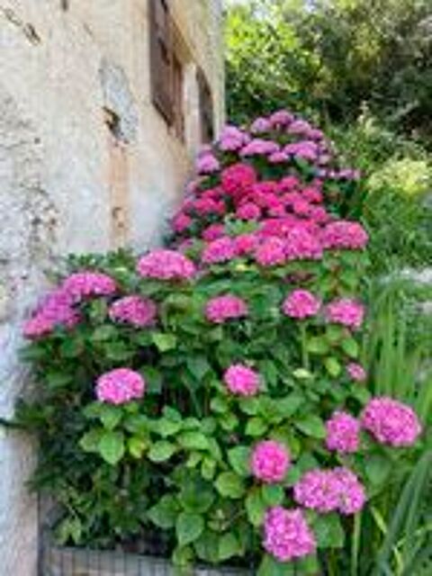   Entretien jardinage  