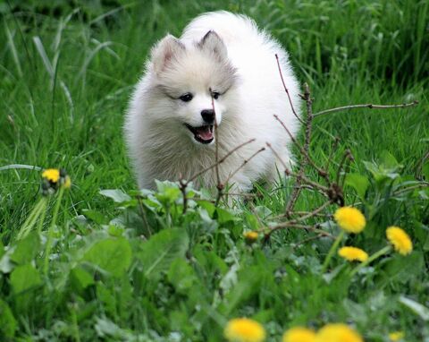 Chiots pomsky 1200 67260 Diedendorf