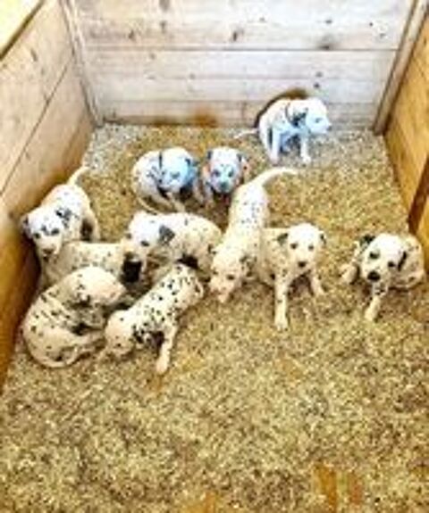   Chiots type dalmatien 