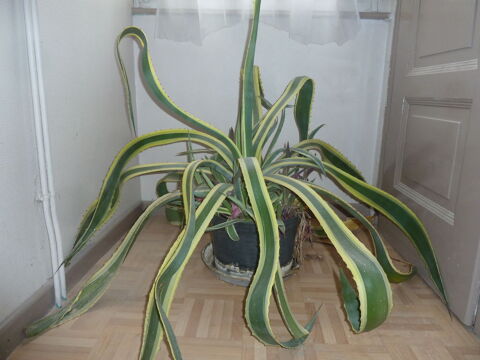 plante exotique 30 Mulhouse (68)