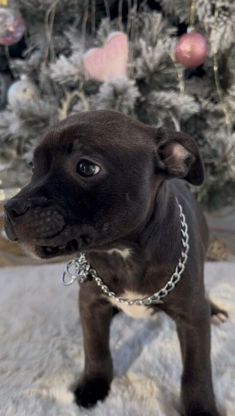 STAFFORDSHIRE BULL TERRIER 1200 27140 Gisors