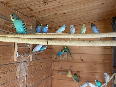 Perruches ondulées très belles couleurs 6 35400 Parame