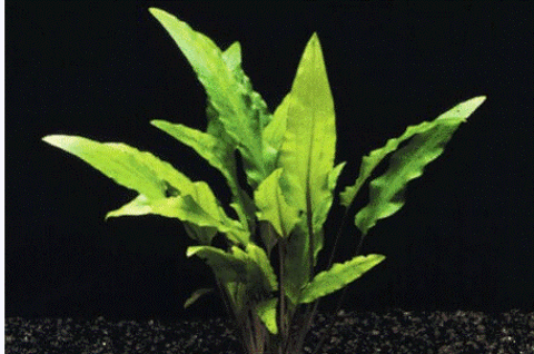 Cryptocoryne wendtii
(plante d'aquarium d'eau douce) 2 69380 Les chres