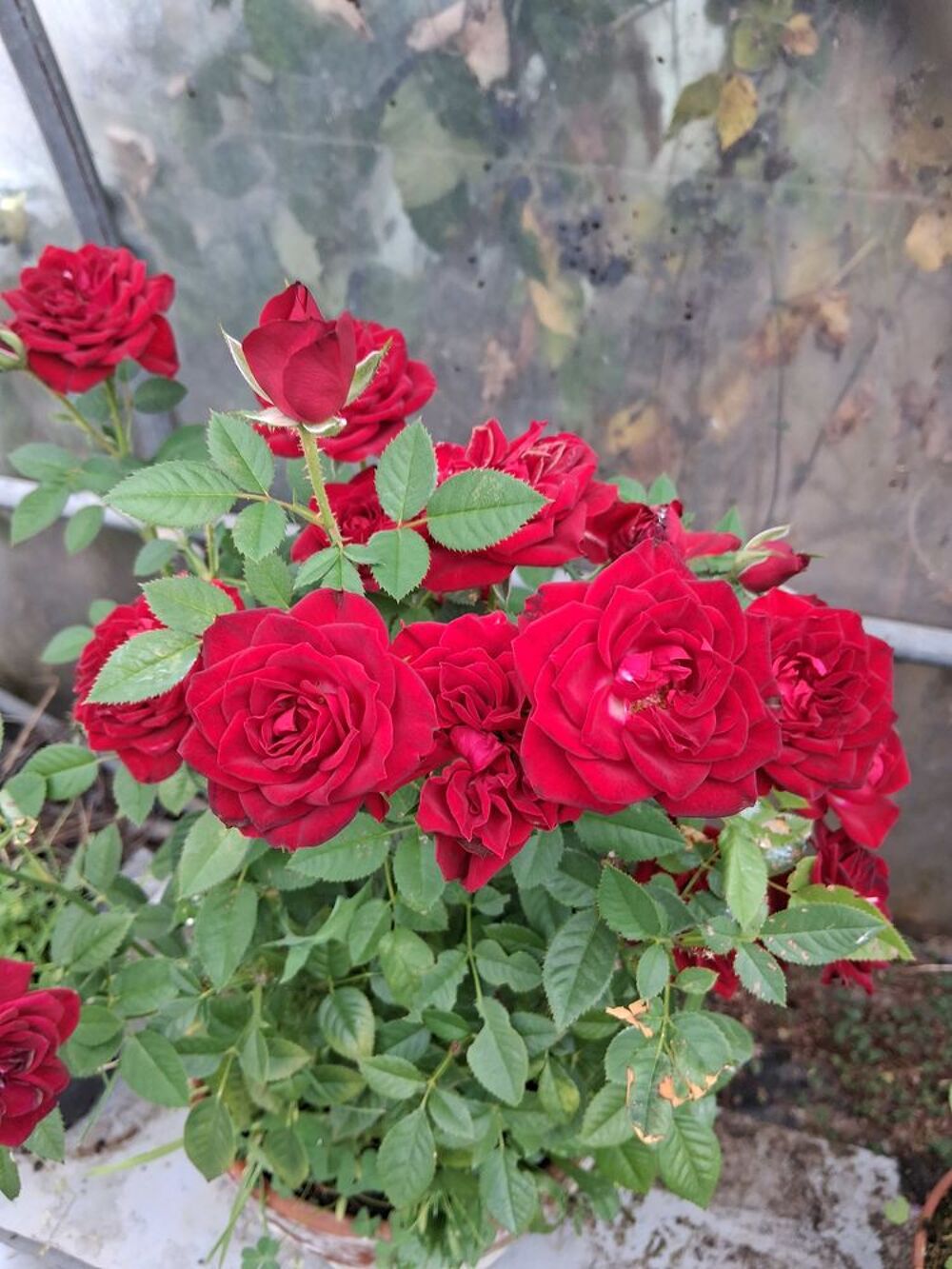 Rosiers Jardin
