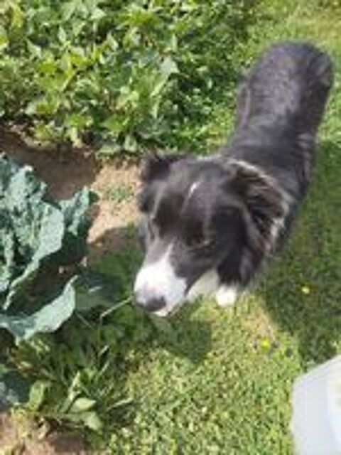   Don Border Collie recherche famille disponible 