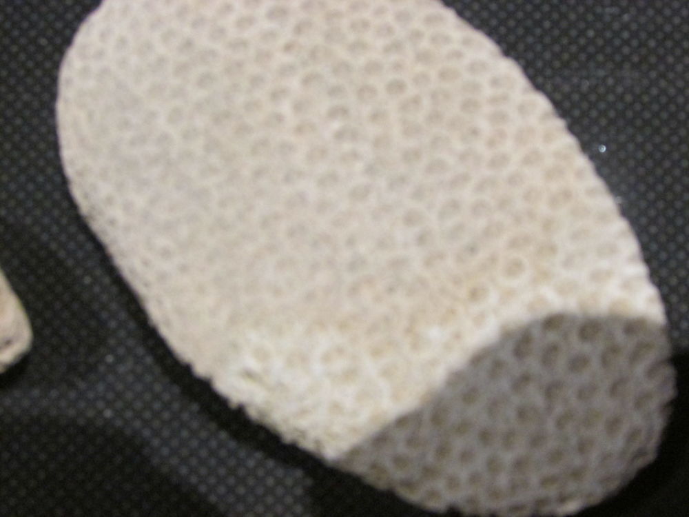 fossile de bordeaux 
