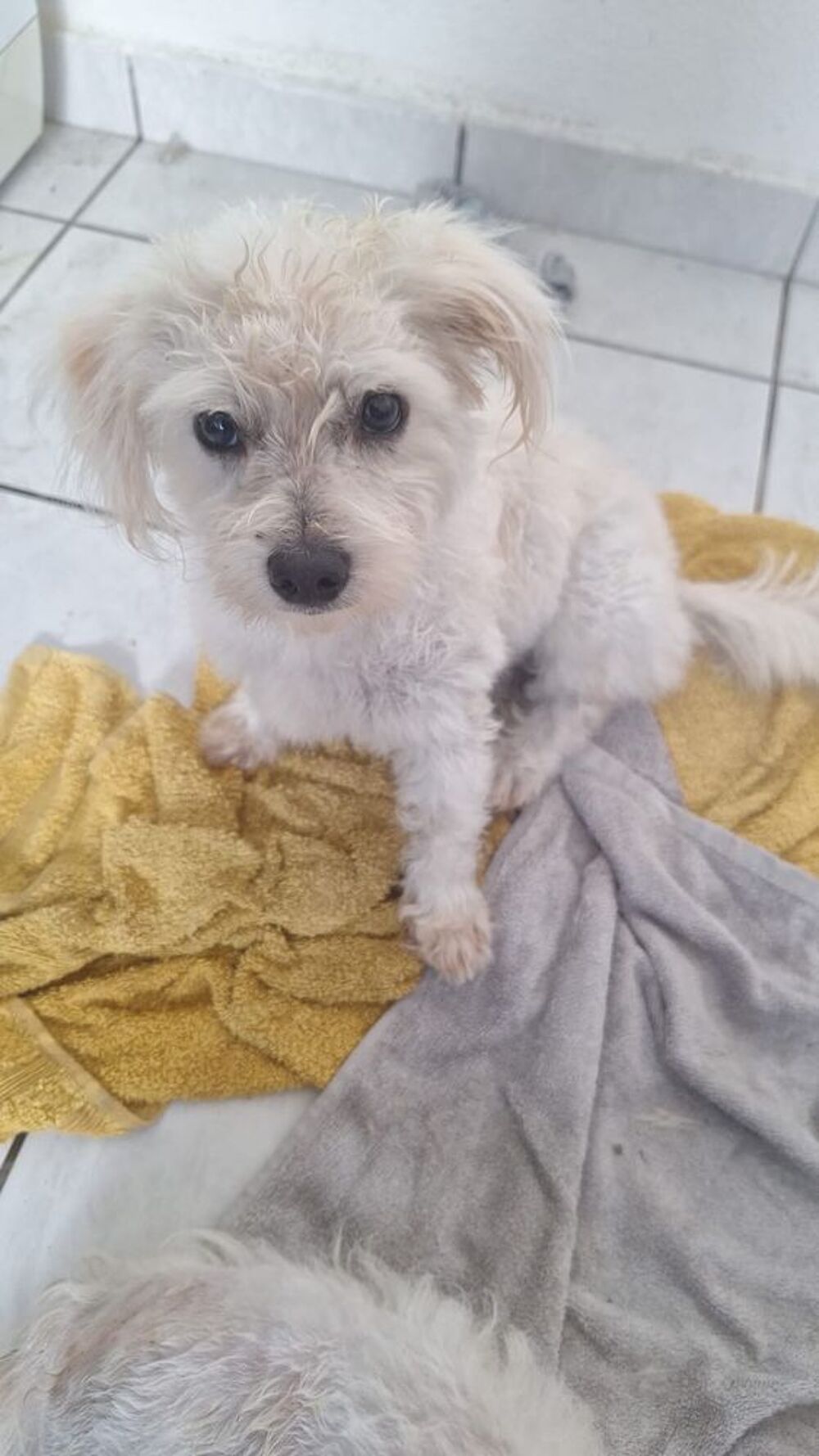   A L'ADOPTION ATHENA 