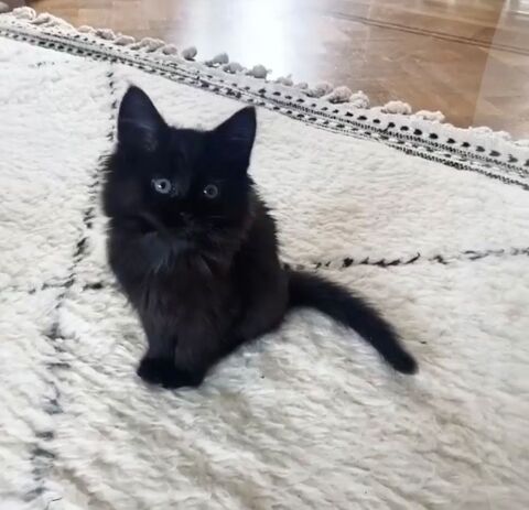 Chatons 490 93240 Stains