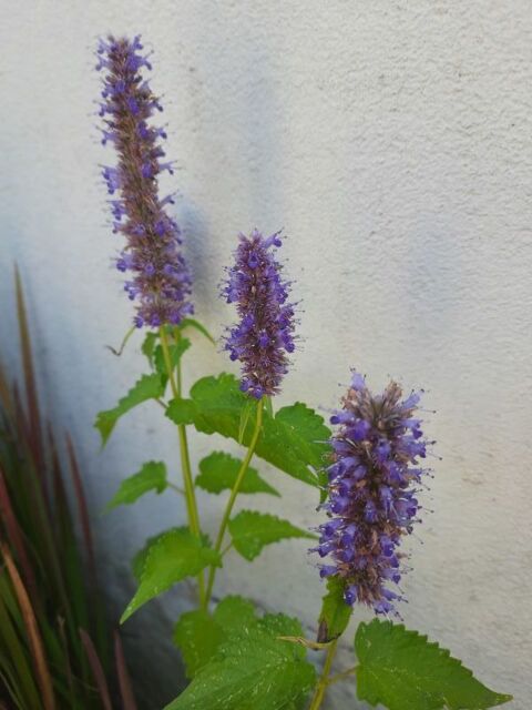 
Agastache ' Blue Fortune ' graines Sainte-Genevi�ve-des-Bois (91)