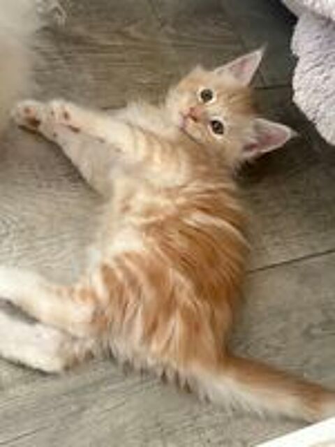   Magnifiques chatons maine coon loof  