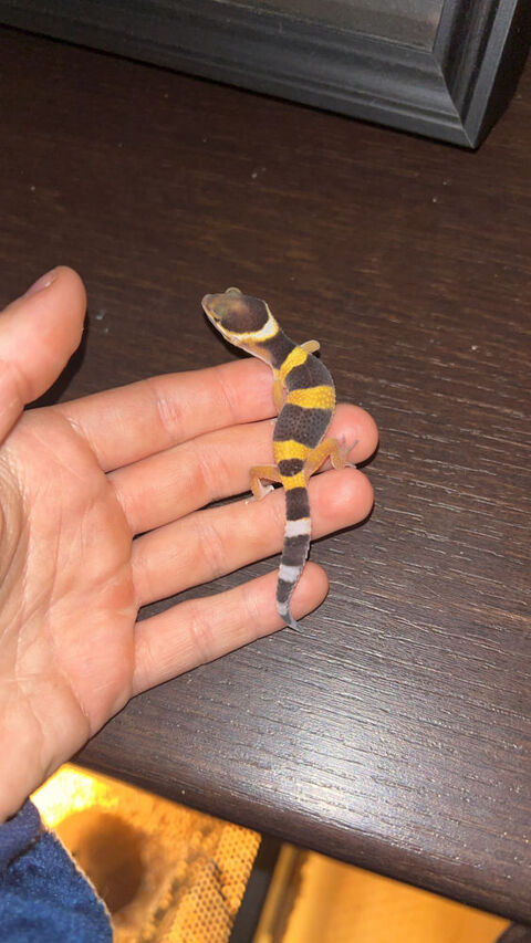 Gecko léopard juvénile 90 83100 Toulon