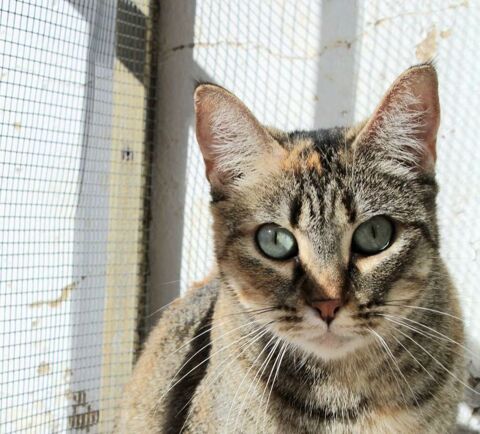 MAIA 230 27620 Gasny