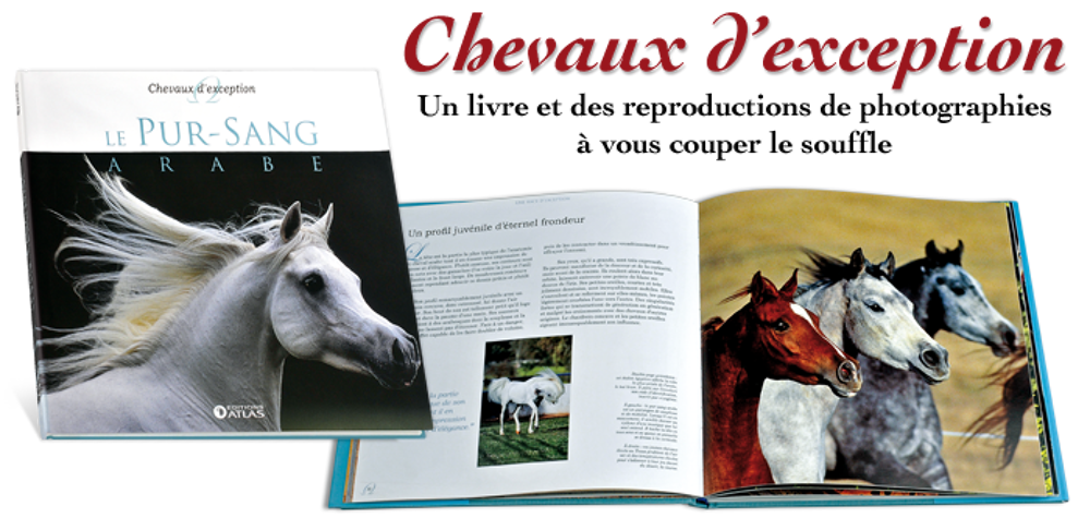 Livre le cheval pur sang Arabe&quot; NEUF Livres et BD
