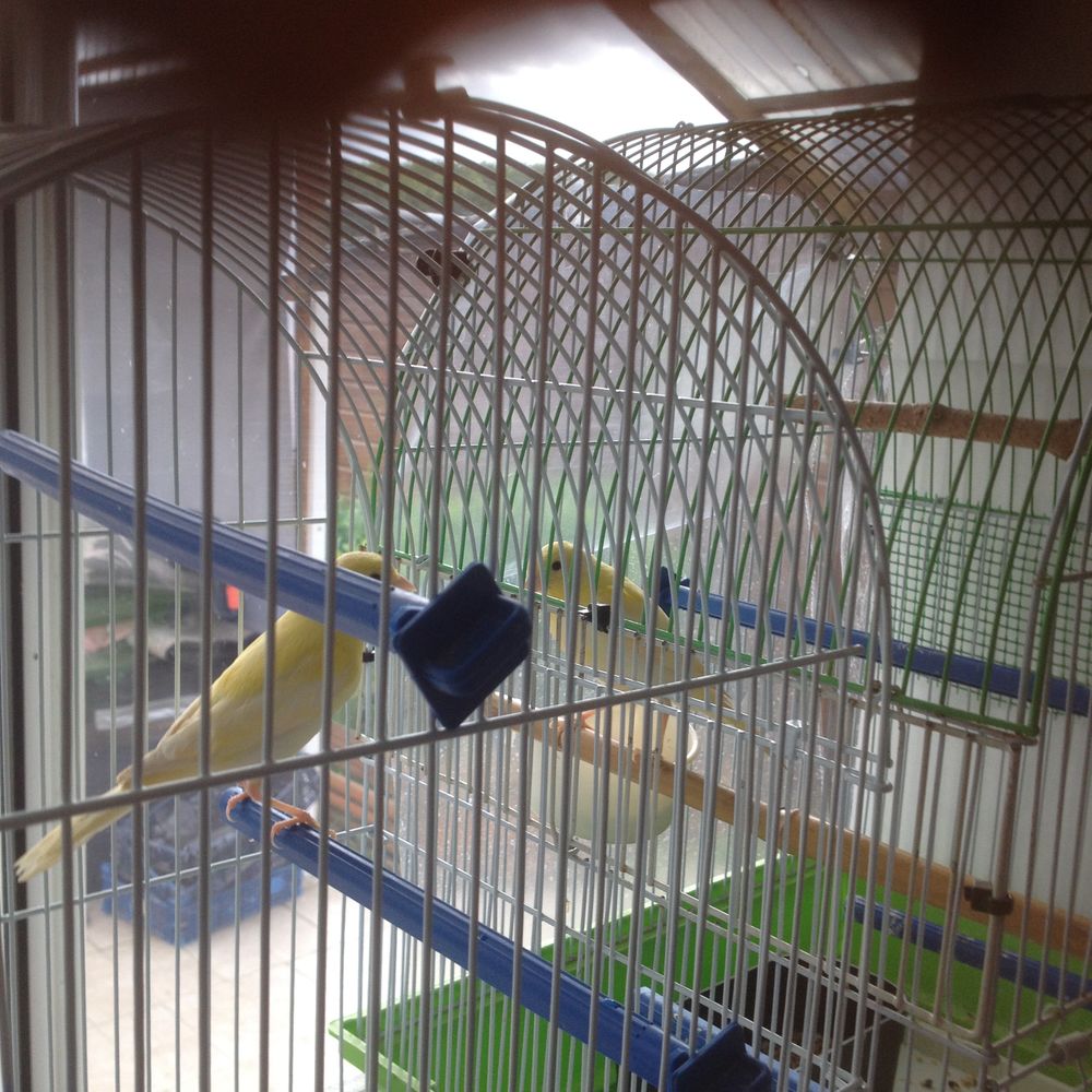   canaris  