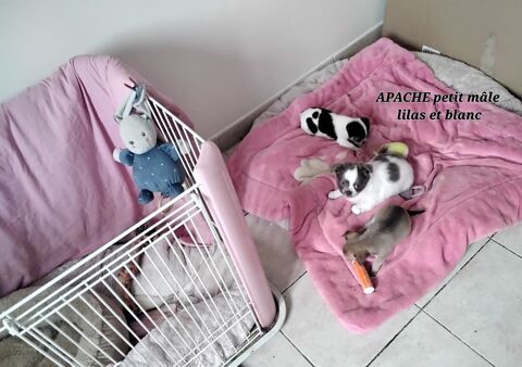 Chiots Chihuahuas 850 30340 Rousson