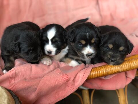 Chiots type berger australien parents lof 650 34380 Mas-de-londres
