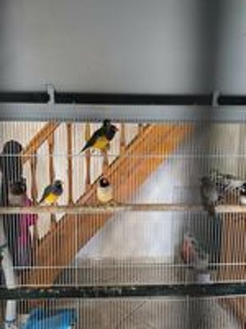   2 couples de gould et 2 couple moineaux du japon 