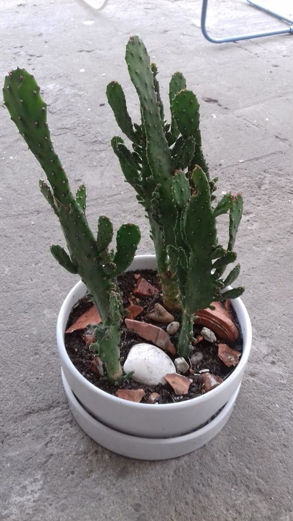 BELLE COUPE de CACTUS en PORCELAINE Jardin