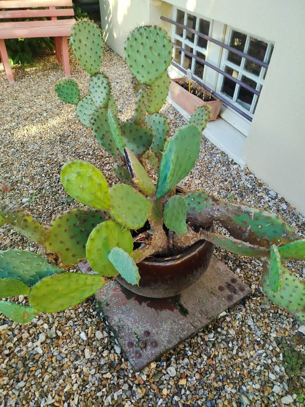 Cactus Jardin