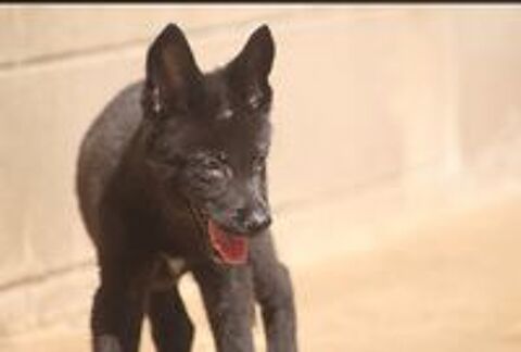   Chiots chiens loup
