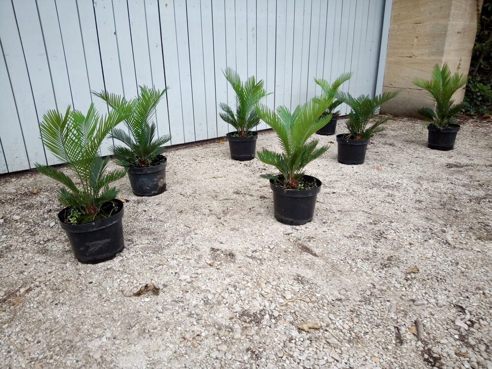Cycas 'Revoluta' : Une plante de l'&acirc;ge des dinosaures ??? Jardin