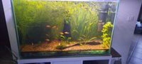  Adopte vos poissons et oiseaux 