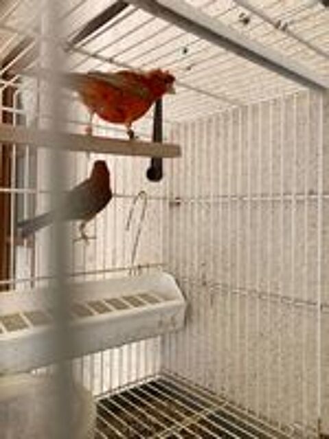   couple canaris rouge brun 