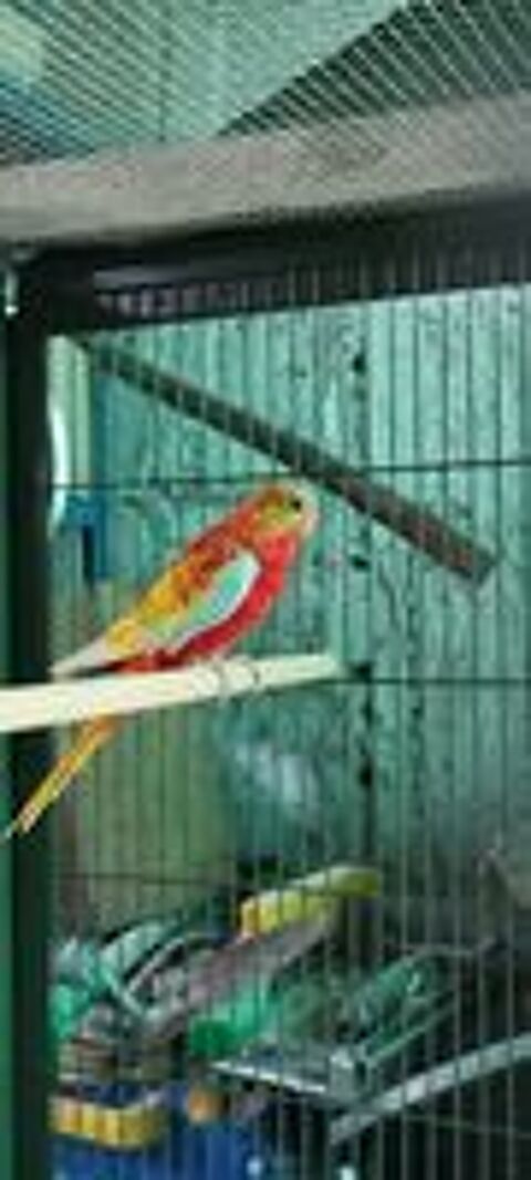   Perruches turquoisines  