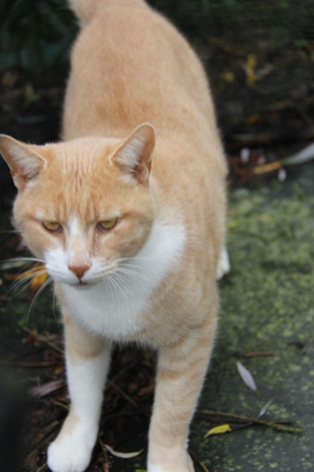   VOLTAIRE CHAT TIGRE ROUX CLAIR 4 ANS 