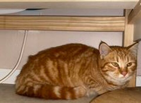   Chatons ???  
