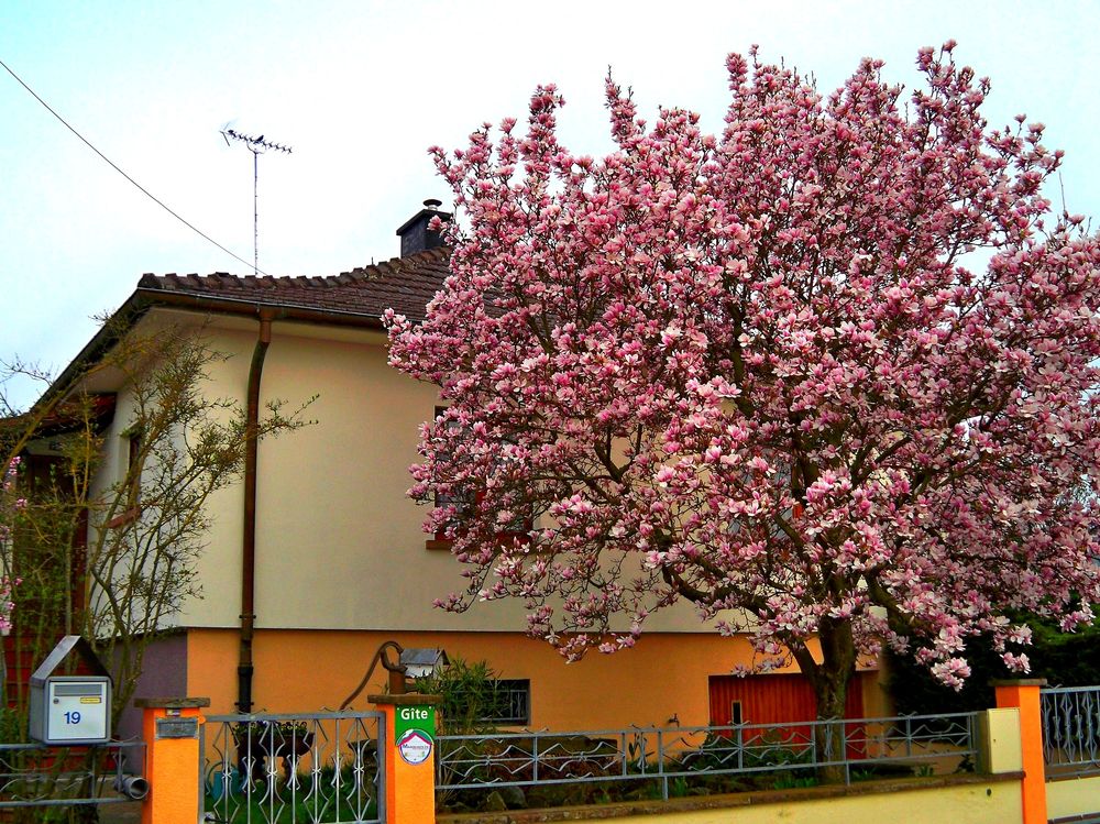   GTE DU MONDAIN Alsace, Jebsheim (68320)