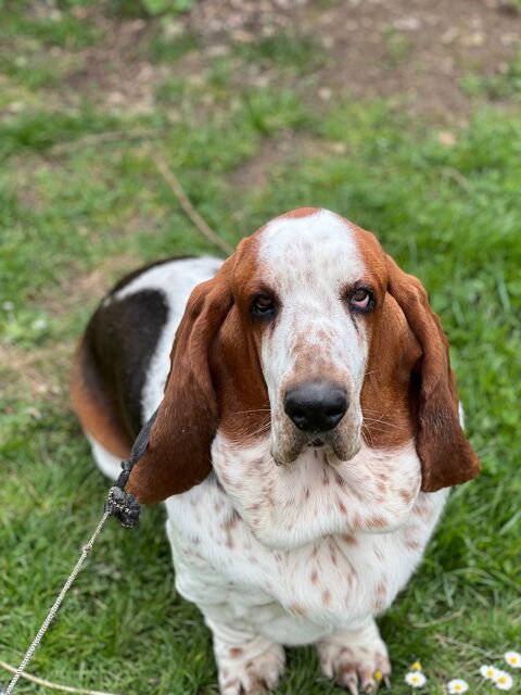 Vincent, m&acirc;le Basset Hound disponible pour saillie 0 89500 Les bordes