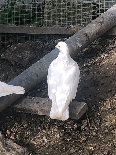 Pigeons Texans ou paon mle ou femelle 51430 Tinqueux