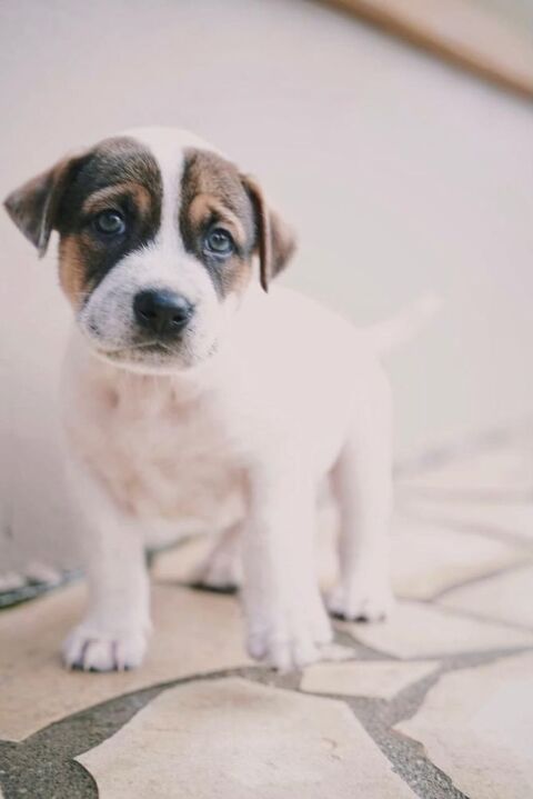 Roach, m&acirc;le berger, n&eacute; le 01/11/2025 🤍 300 50000 Baudre