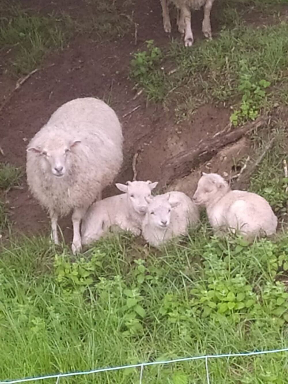   3 Moutons d'Ouessant - Tondeuses écologiques (mà ¢les) 