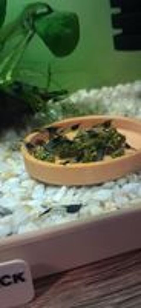   CREVETTES RILI CARBONE 