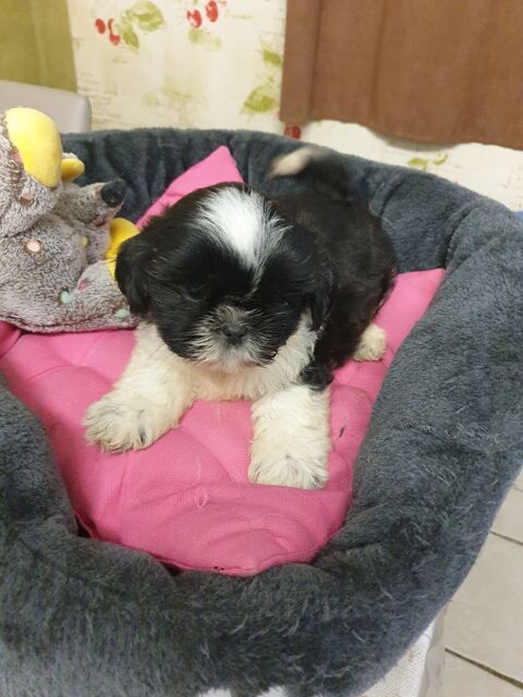 SPLENDIDES CHIOTS SHIH TZU MÂLES NOIR ET BLANC,  A RÉSERVER. 550 86400 Civray