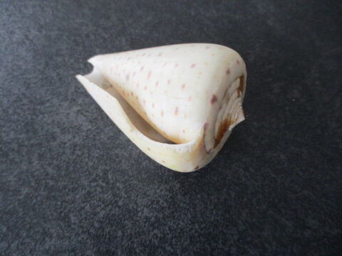 Coquillage 5 Castres (81)