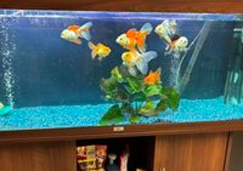   Poisson Oranda haute qualit 
