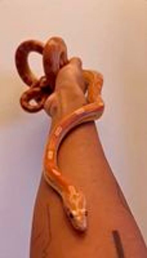   Serpent des bl�s (pantherophis guttatus) femelle 